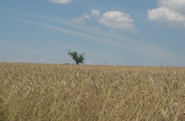 Слаба реколта от пшеница в община Сапарева баня