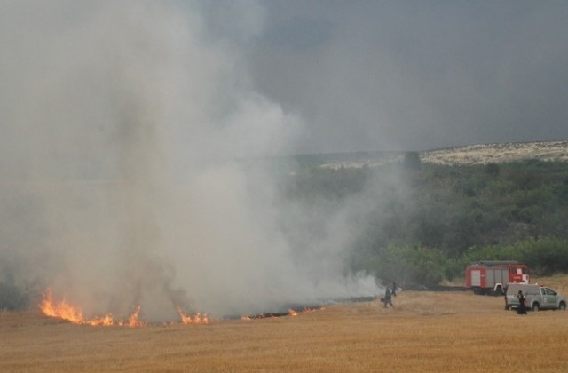 Денонощие с 8 пожара, изгоряха 5 дка пшеница