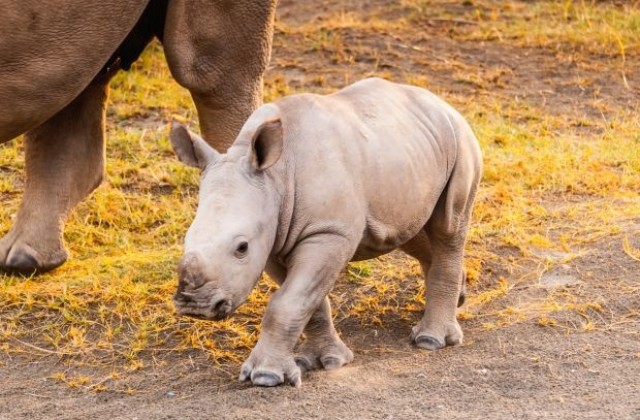 Бебе носорог се мисли за куче (ВИДЕО)