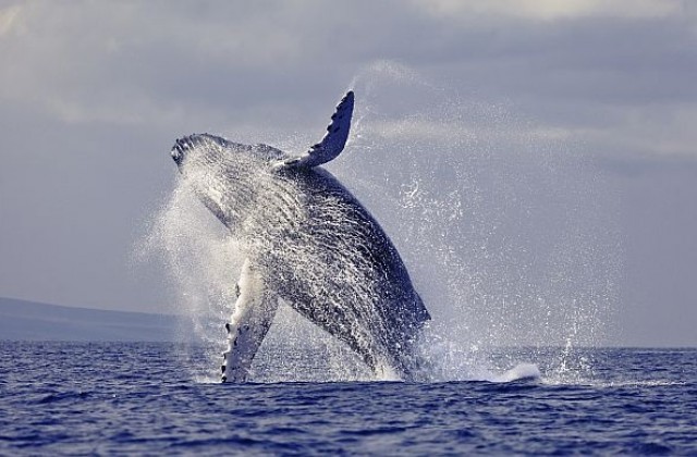 Гърбатите китове се оказаха спасители супергерои