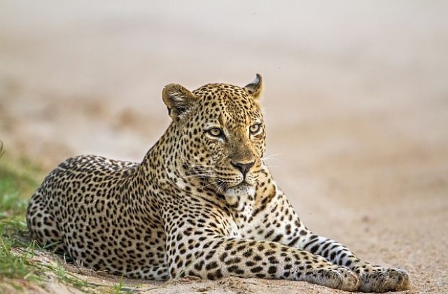 Леопард се вмъкна в хотелска стая в Индия (ВИДЕО/СНИМКИ)