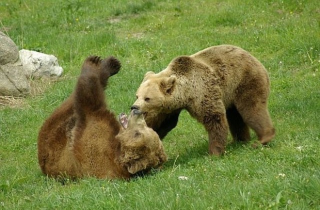 Въвеждат нови правила за разходка в Парка за танцуващи мечки край Белица