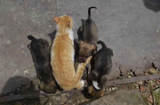 Котка осинови пет кученца