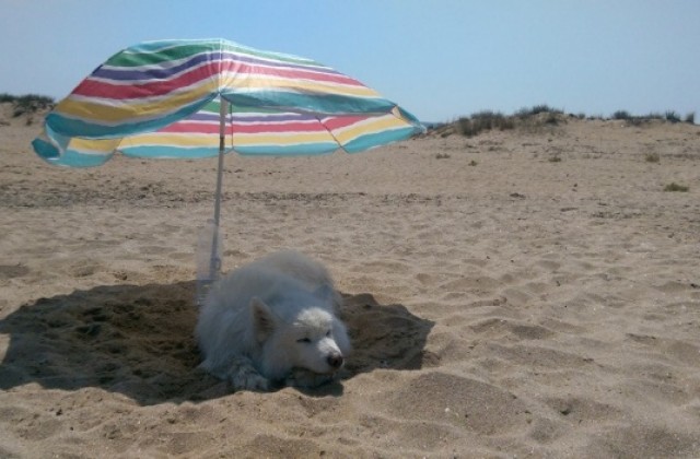 Застреляха домашно куче на плаж край Варна