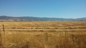 350 кг от дка пшеница в дупнишко увеличават се площите