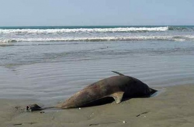 Смъртността при делфините е заради незаконния улов с мрежи