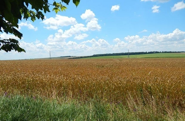Добричка област на второ място по добив на пшеница