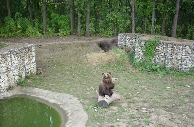 Има нови обитатели в зоопарка в Добрич, младото семейство мечки се чувства добре