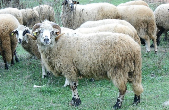 Мечки убили осем овце в Смолянско от началото на месеца