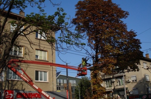 Стотици рискови дървета са обезопасени в Плевен
