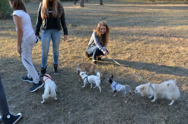 В Сливен откриха площадка за кучета