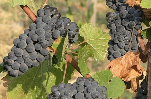 Стартира гроздобера в община Дупница