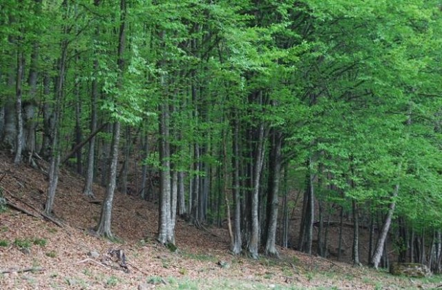 9000 хектара частни гори има на територията на ДГС-Габрово