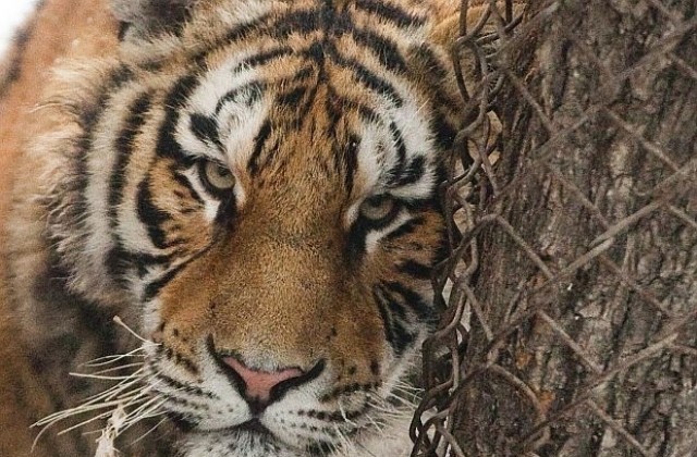 Препроектират Зоопарка в Пловдив заради липсата на големи котки?