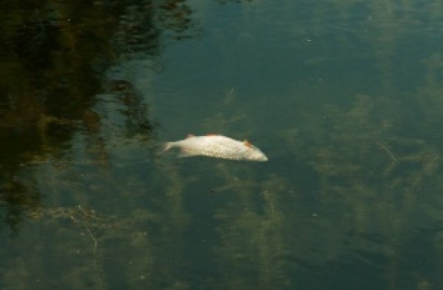 Екоинспектори проверят сигнал за умряла риба по река Тунджа край Сливен