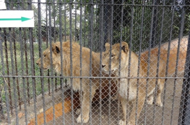 Младите лъвове в зоопарка празнуват рожден ден (СНИМКИ)