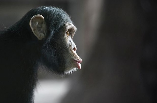 Пушещо шимпанзе е новата звезда на зоопарка в Пхенян (СНИМКИ)