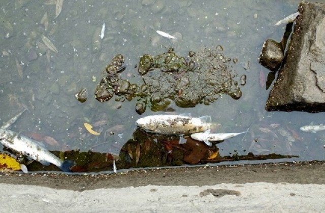 Откриха мъртва риба в река Чепеларска и показатели над нормата в две предприятия