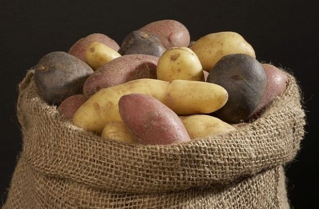 С около 800 декара по-малко картофи са засадени тази година в Смолянско