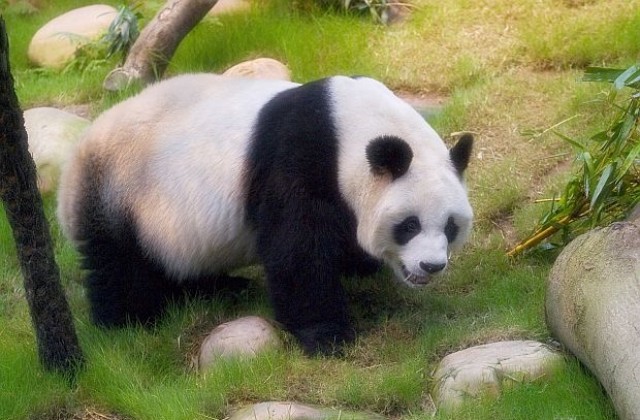 Мъж се бори с панда в китайски зоопарк (ВИДЕО)