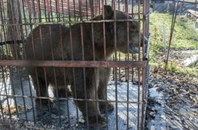Прибраха последните циркови мечки от Сърбия, настаняват едната в Белица