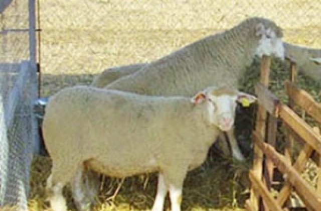 Откраднаха две овце от имот в Жегларци