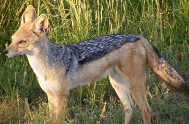 Над 60 чакали и лисици са отстреляни от началото на ловния сезон