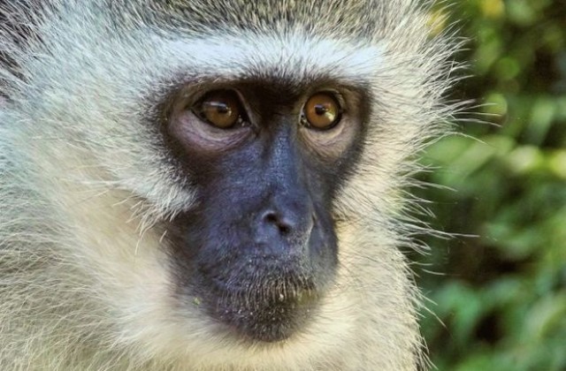 Вижте какво изплаши маймуни в зоопарк (ВИДЕО)