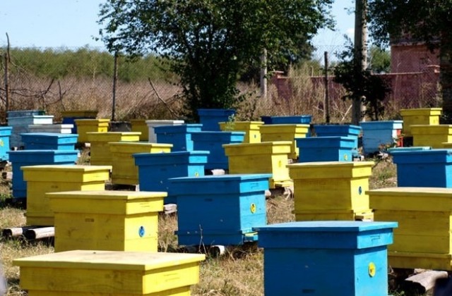 14 212 лв. за пчелари от област Кюстендил по схема de minimis