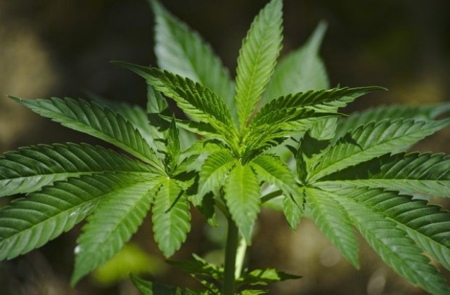 Още 6 американски щата гласуваха за легализиране на марихуаната