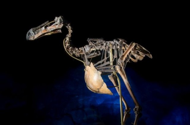 Продадоха скелет на птицата додо за 430 000 долара