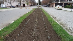 5 хиляди стръка лавандула засадиха в Стралджа