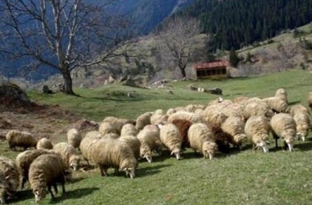 Овцевъдите бистрят проблемите си на конференция