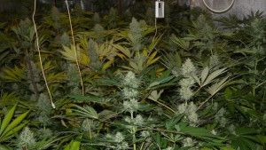 Разкриха две домашни оранжерии за отглеждане на канабис в Елховско