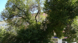 Нови грижи за Стария бряст