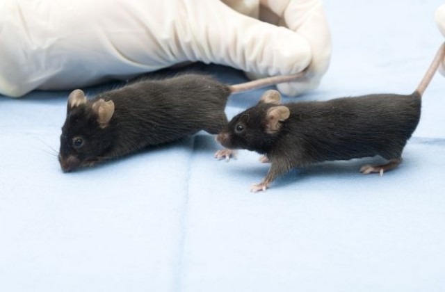 Как чрез мишки намериха нов метод за подмладяване