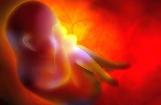 Триизмерна интерактивна карта показва развитието на човешкия ембрион (ВИДЕО)