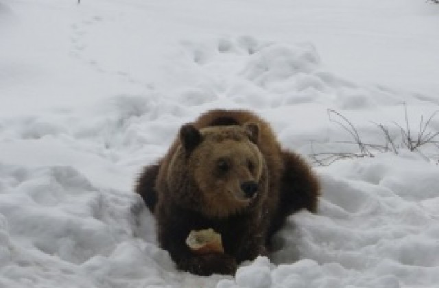 Снегът затрупа Парка за танцуващи мечки точно преди Мечкинден