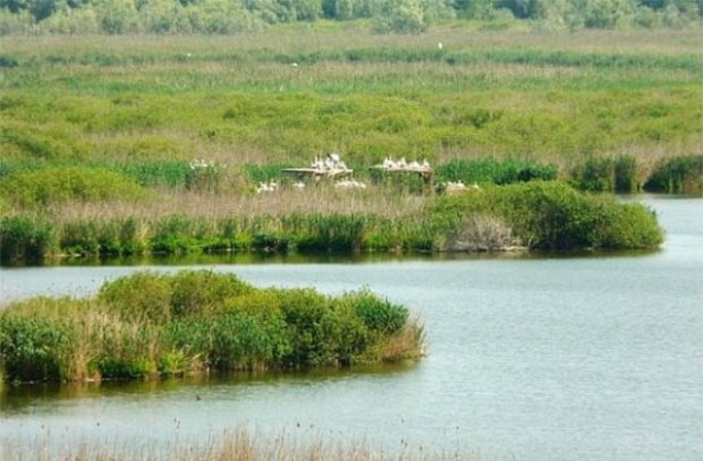 Огнище на птичи грип в Констанца застрашава отново резервата “Сребърна”
