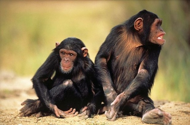 Шимпанзетата разпознават задните си части така, както хората - лица