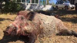 62 диви свине и един вълк са отстреляли ловците в