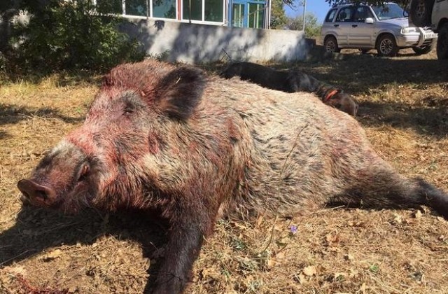 62 диви свине и един вълк са отстреляли ловците в Болярско
