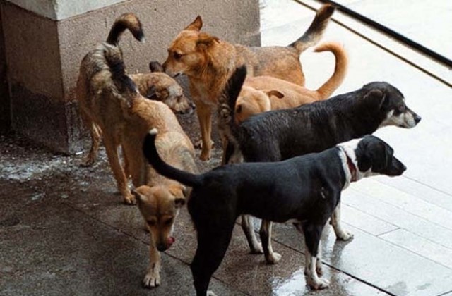 Бездомни кучета дебнат жертви край детска градина в Хасково