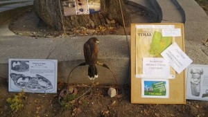 Гласувайте за крепост Туида