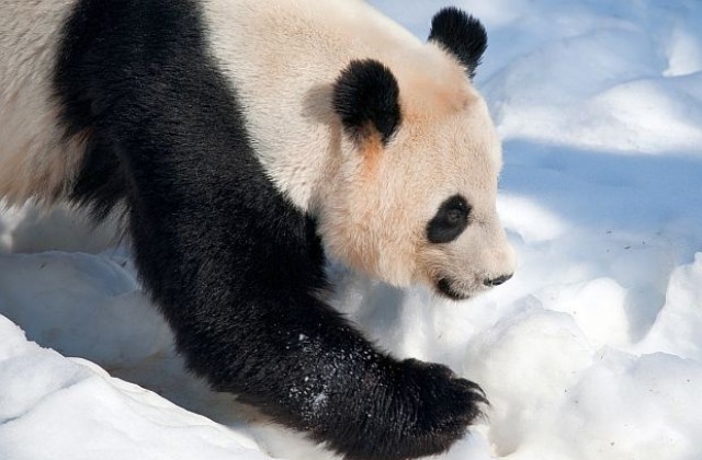 Панда разтопи хиляди сърца с щурата си игра със снежен човек (ВИДЕО)