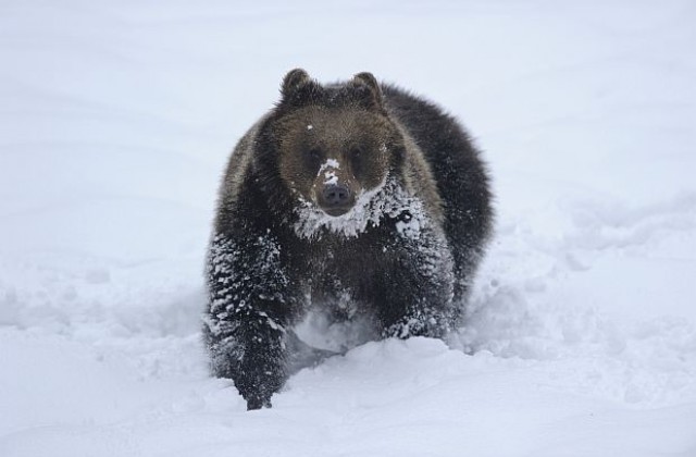 Видео как камиони нарочно газят мечка шокира Русия