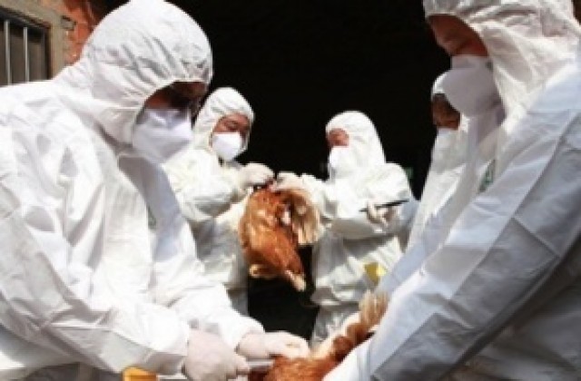Унищожават 80 000 птици заради птичи грип