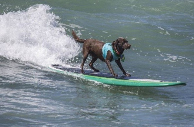 Куче сърфист събра половин милион долара за благотворителност