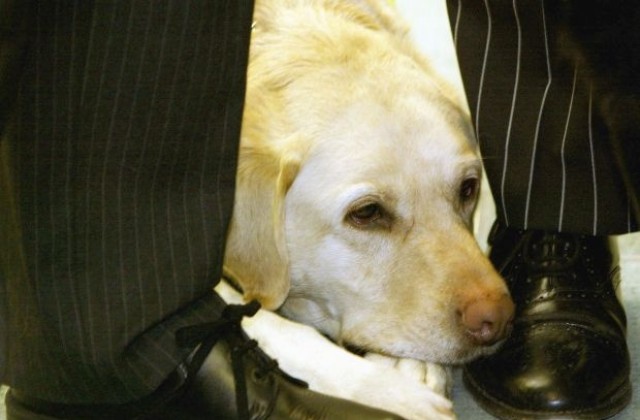 Куче водач „засне безразличието към хората с увреждания (СНИМКИ/ВИДЕО)