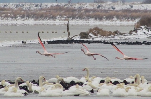 В лютата зима: Розови фламинги крачат из езерата
